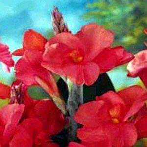  Pink President Canna 2 Roots   Large Pink Flowers Patio 