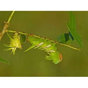 Moth Caterpillar on an Eaten Leaf (Adeloneivaia Jason), Fifth Instar 