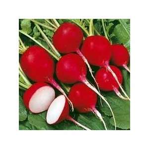  Cherry Belle Radish Seeds 500+ Organic All america Winner 