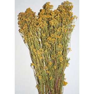  Dried Tansy Flowers