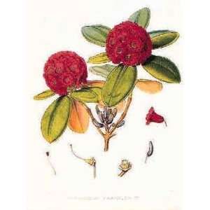  Rhododendron Fulgens Poster Print