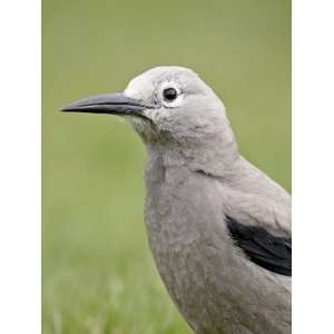  Clarks Nutcracker (Nucifraga Columbiana), Manning 