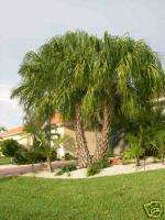 Ribbon Fan Palm Tree Fast Growing Garden LIVE Plant  
