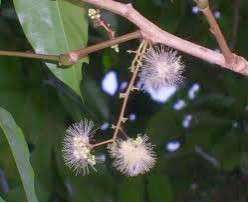   of Borneo is the gateway to some of the Rarest fruits in the World