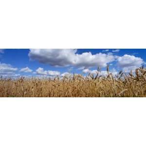  Wheat Crop Growing in a Field, Near Edmonton, Alberta 