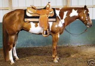 As a lifelong horse lover and exhibitor of American Paint Horses I 