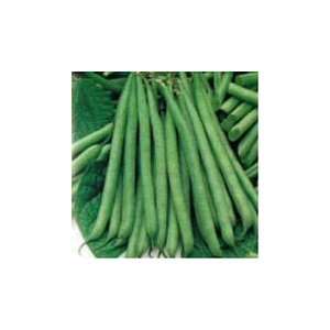  Slenderette Bush Bean   400+ Seeds   VALUE PACK Patio 