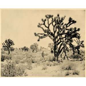  1894 Grove Yucca Palms California I. W. Taber Print 