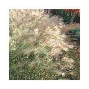   Tail Grass   100 Seeds   Hordeum jubatum Patio, Lawn & Garden
