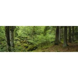  Moss Growing on Tree Trunks and Rocks in the Forest 