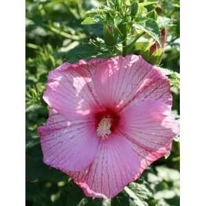  DWARF HARDY HIBISCUS FLEMING PINK COMET / four inch 