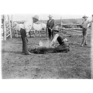   colt,c1904,Horse,fence,rope,men wearing hats
