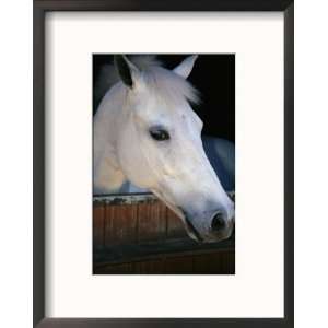  Portrait of a White Horse Looking Out the Door of its Stall 