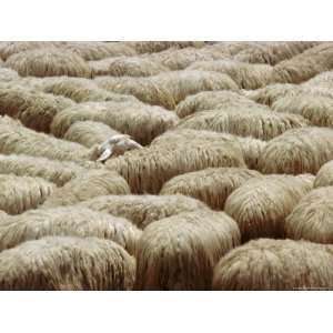  Flock of Sheep, Sardinia, Italy, Mediterranean, Europe 