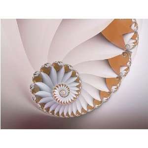 White Nautilus (Canvas) by Vicky Brago Mitchell. size 38 inches width 