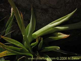 Chloraea alpina (Orchid). 200++ fresh seeds Hardy  