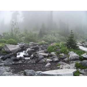   of a Paradise Meadow Fog in Mt.Rainier National Park