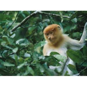  Portrait of a Young Proboscis Monkey in Dense Foliage 