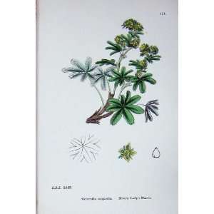   Botany Plants C1902 Silvery LadyS Mantle Alchemilla