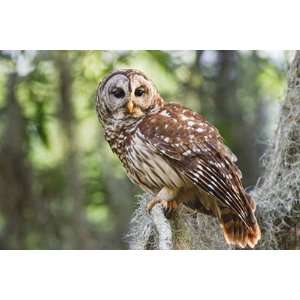  Barred Owl in Old Growth East Texas Forest With Spanish 