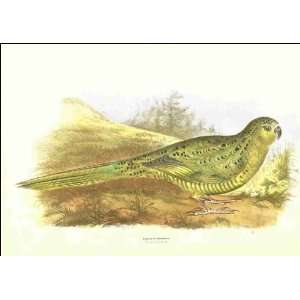    Reprint Pezoporus formosus/Ground Parakeet 1899