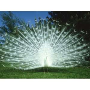  Peacock, Pavo Cristatus, White Form Displaying Tail Feathers 