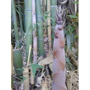  Blue Henon Giant Timber Bamboo  Live 3gal Plant Patio 