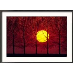 Row of Trees and Sunset Photos To Go Collection Framed Photographic 