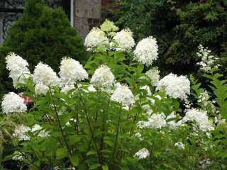 have a great deal of enjoyment growing your own shrubs