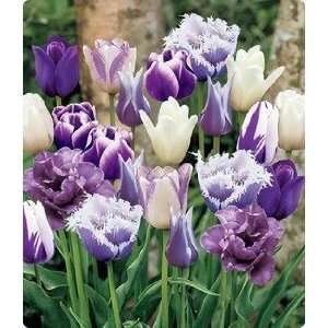  Purple Passion Mix Tulip Seed Pack Patio, Lawn & Garden