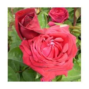  Kashmir Rose Seeds Packet Patio, Lawn & Garden