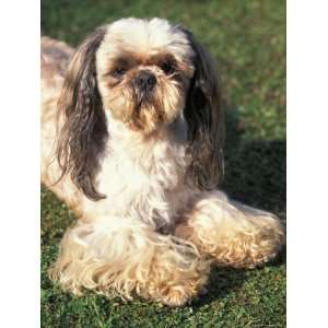 Shih Tzu Lying on Grass with Facial Hair Cut Short and Showing Hairy 