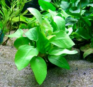 STAINLESS PLANT TWEEZERS CURVE TYPE + Anubias Golden  