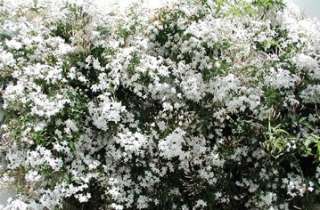    – Poets Jasmine Common Jasmine plant Very Fragrant 4 pot  